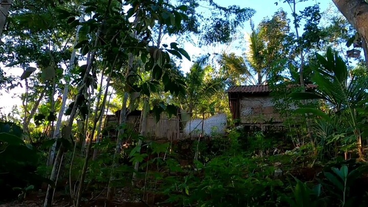 Satu keluarga nekad hidup di hutan, tanpa listrik tanpa tetangga lainnya