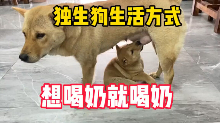 ลูกหมาลูกคนเดียวที่ได้รับการโปรดปรานเป็นพิเศษ ใช้ชีวิตอย่างอิสระและไร้กังวล แม่หมาก็ตามใจลูกของตัวเอ