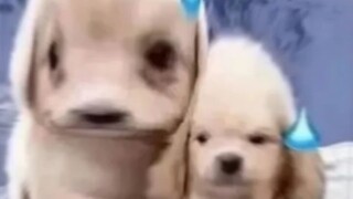 يا أهل البيت، كفوا عن زيادة الضغط على الأخ الصغير!