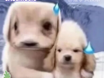 يا أهل البيت، كفوا عن زيادة الضغط على الأخ الصغير!