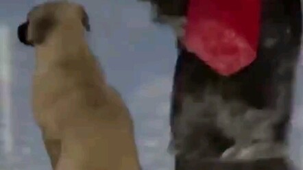 Cô gái gặp một chú chó đang ngồi giữa bãi tuyết, từ từ ngồi xuống bên cạnh rồi ôm lấy nó. ...