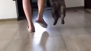 كيف يمكن لكلب أن يلوث نفسه بالخارج