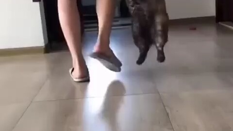 论一只狗子在外面能把自己弄得多脏