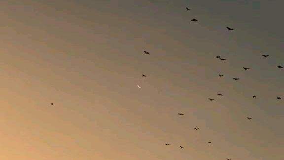 Birdsxsky