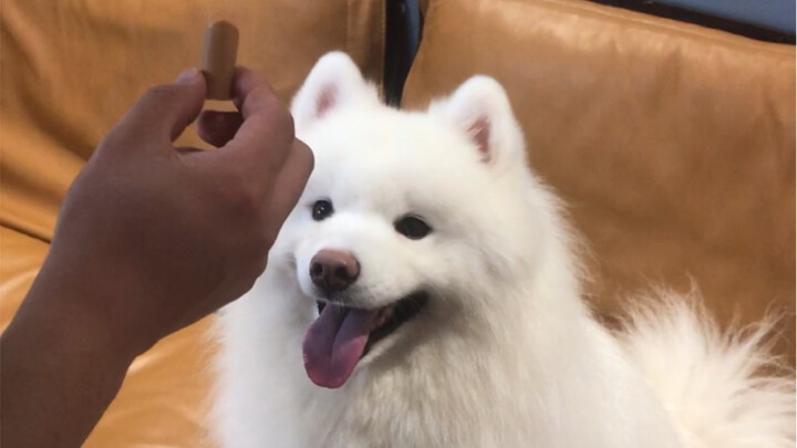 Samoyed: It just felt really sudden.
