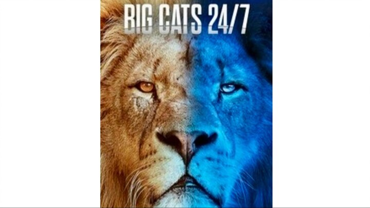 Big Cats 24:7, Series 2, Episode 5