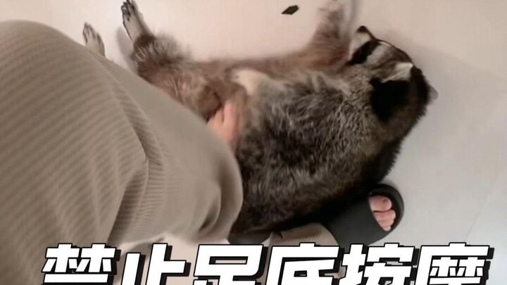 So disgusting! A raccoon giving a barefoot massage — now I’ve got athlete’s foot!