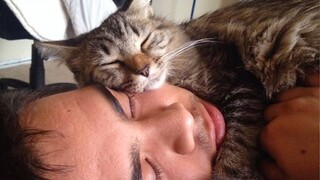 Cute cats won't sleep until they cuddle with their human