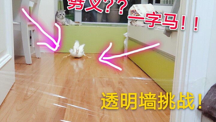 Thử thách bức tường trong suốt! Mèo vượt ải trong tích tắc, còn vịt Collie thì trước khi thử thách đ