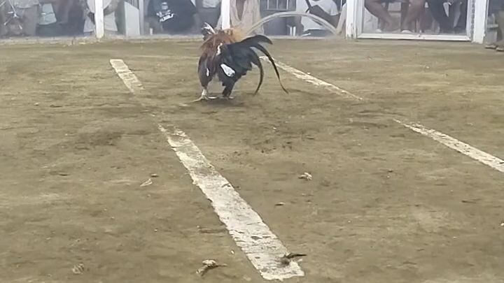 talo ko sabong (cockfighting)