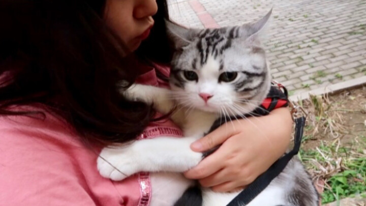 The kitten’s first outing: from fear to not wanting to go home?
