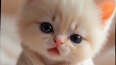 💖💞💕🐾😺