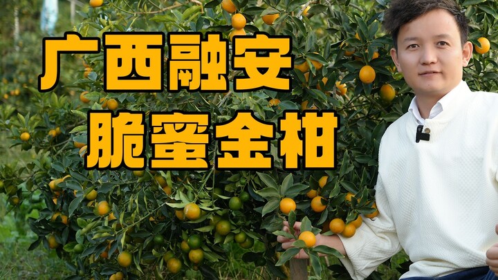 [Fruit Hunter x Hunter] Buah-buahan hasil panen dari kebun buah yang diinvestasikan sejuta, nggak ma