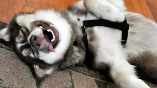 สุนัขและลูกสุนัขยอดนิยม 🔴 การรวบรวมวิดีโอลูกสุนัขตลก - การรวบรวมวิดีโอสุนัขตลก