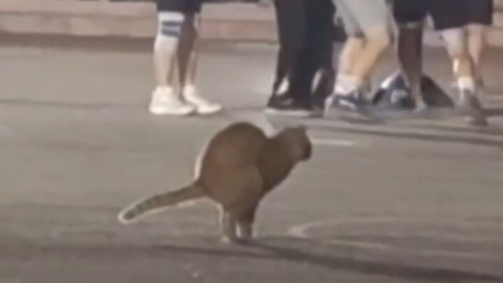 “There’s Cat Poop!”