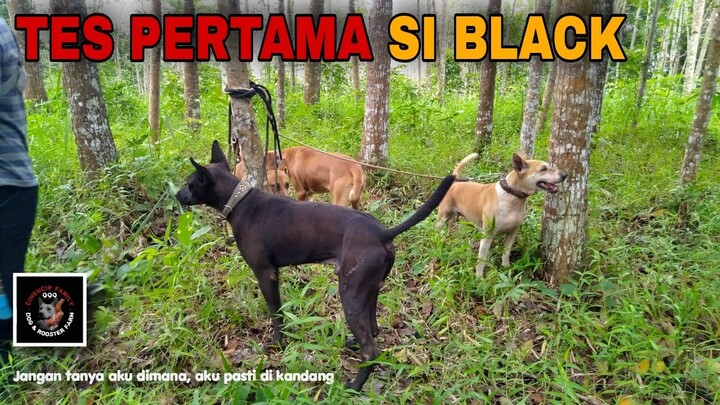 Amunisi tempur baru
