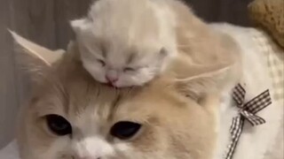 Good on mom's neck🙀😹😻