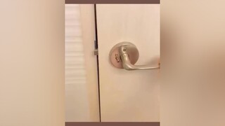 cun..cưng chócon chócute ROXThứcTỉnh ChupAnhPhanThan chó KhoPhimNgonTinh ONhaVanVui TheThaoMoiNgay cúncưng