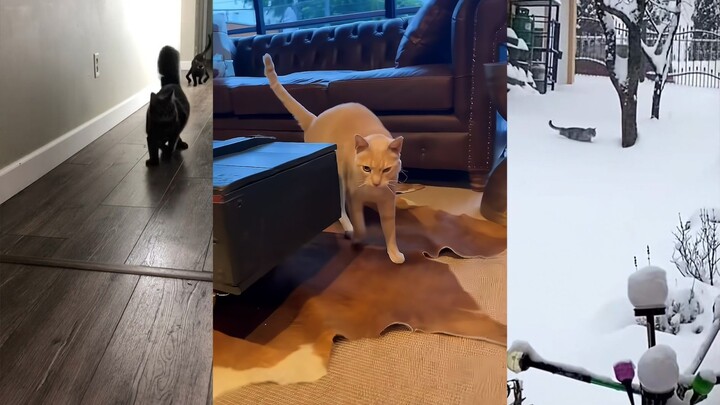 Một câu “MA~AH”, triệu hồi thần thú mèo, trăm lần thử trăm lần linh nghiệm!