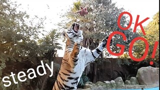 It almost went down his throat.