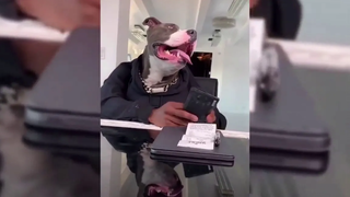 รวมคลิปฮาๆ พักสมอง EP3