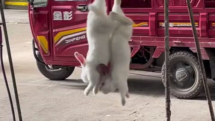 Hanging there, it’s both adorable and pitiful; in your mouth, it’s spicy, numbing, fresh, and irresi