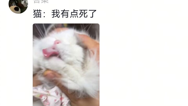 🐱: แค่ใช้การทรมานอย่างเดียว ยังไม่ถามด้วยซ้ำว่าจะรับสารภาพหรือไม่