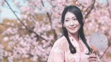 [Bản cover violin lãng mạn] Nakajima Mika "Khi hoa anh đào bay / 桜色舞うころ" Huang Pinshu Kathie Bản cov