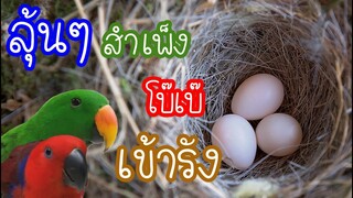 รีวิวนกแก้ว: ลุ้นๆสำเพ็งโบ๊เบ๊เข้ารัง Ep.79