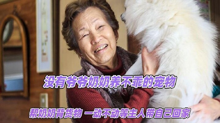 ما من حيوان أليف لا يطيع جديه، يساعد الجدة في حمل البضائع ولا يتحرك حتى يصطحبه صاحبه إلى المنزل.