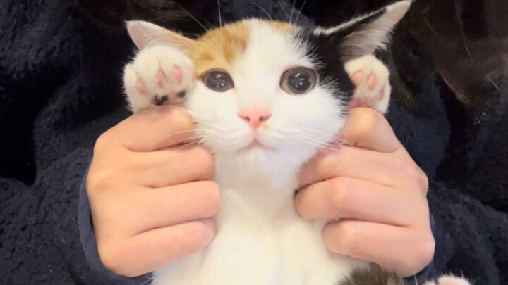 Challenge: The Cutest Kitten on the Internet (The Cutest and Most Adorable, No Contest!)