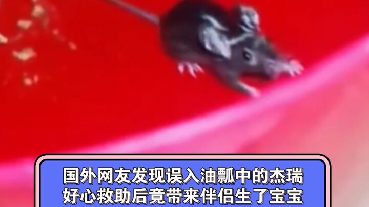 ชาวเน็ตต่างชาติพบเจอเจอร์รี่ที่พลัดเข้าไปในกะลาปาล์มน้ำมัน หลังจากช่วยเหลืออย่างหวังดี กลับพาคู่มาให