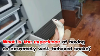 [Animals][Vlog]What a cute white snake