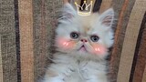 cute kitty cat 🥰🥰😻😻💖💖💖