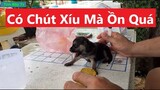 Cho Con Chó Uống Sữa Mà La Um Xùm | Tính Mập Tv