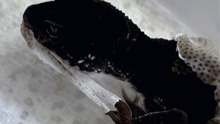 How did it suddenly dawn again in the middle of my dark night…?