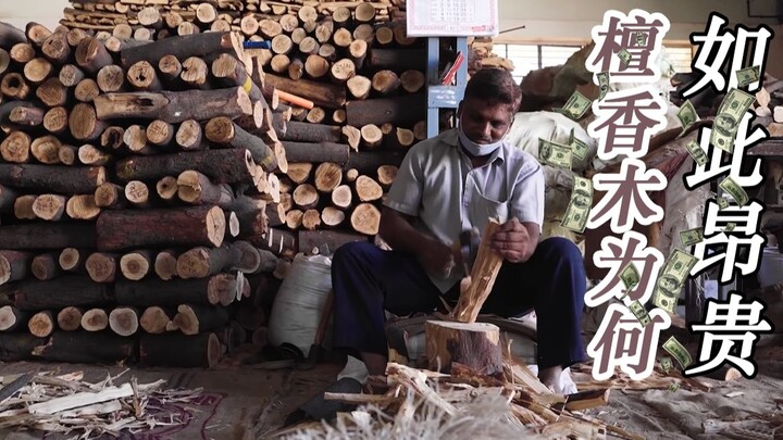 20 Years of Struggle Behind Every Tree: Why Is Sandalwood So Expensive?