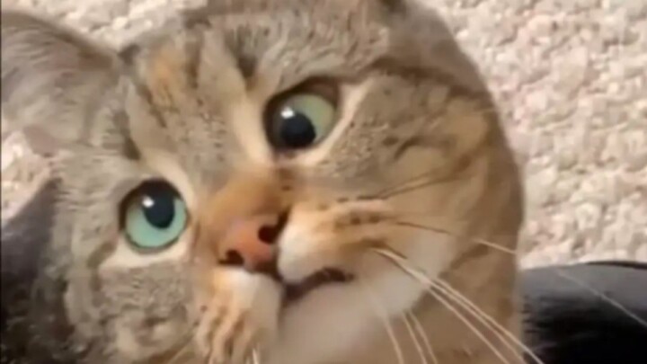 "Go Be a Cat, an Undefined Cat!!!” 8.0