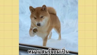 เพื่อนตัวน้อยแสนซน : หมาแสนรู้จอมเปิ่น