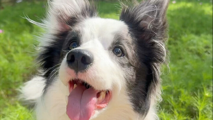 What should I do if the dog I bought keeps barking?