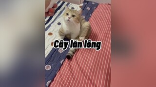 Quả lăn lông thần thánh nhà nhà nuôi mèo cần có nhé cat mèo cute ForYourPride