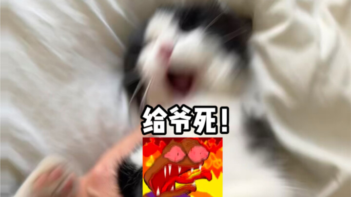 You damn frog again, bringing it onto my bed