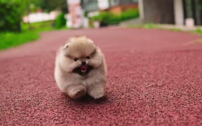 [Cute Pet] Adorable and Clumsy Mini Fur-Ball Puppy