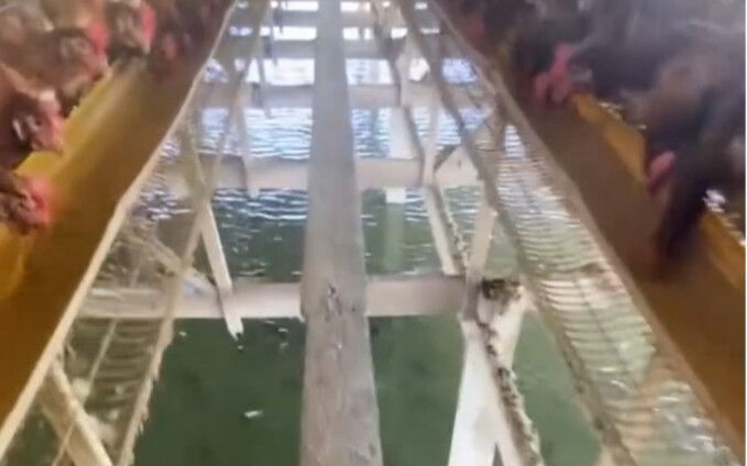 Ayam makan nasi: Terus ikan makan apa?