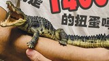 Is this Bandai’s 1,400 yuan gashapon! It's so movable! Biological Encyclopedia Nile Crocodile [Ayunm