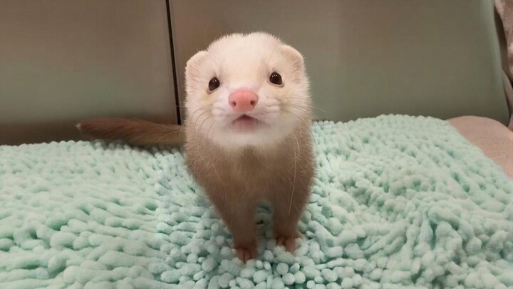 เรื่องราวชวนประทับใจของเฟอเร็ตคู่หนึ่ง