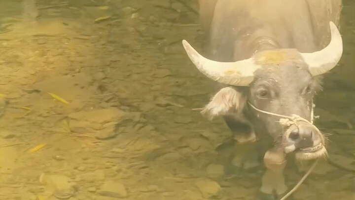 Why do water buffaloes love soaking in the water?