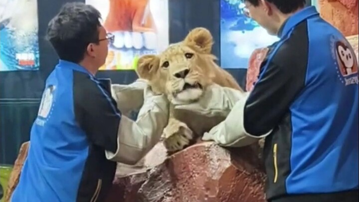 也算是弥补狮子界没有宫百万的遗憾了