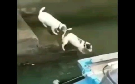 Suggestion: A Dog That’s Even More of a Dog Than a Dog