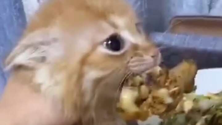 Cat: Whew, that was close! I would’ve starved to death if it had been just one second later!!!